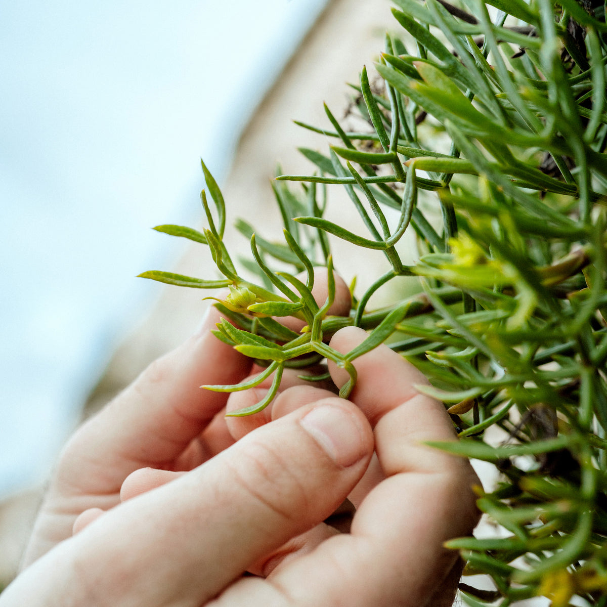 Botanical Foraging